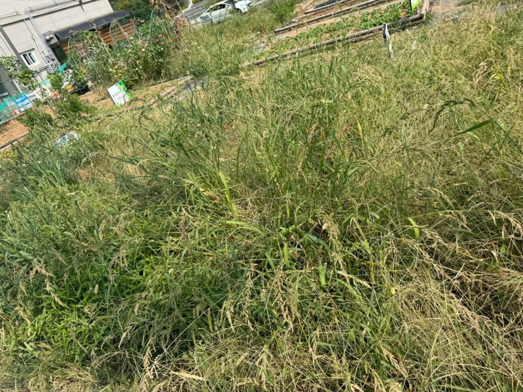 수원시 유치원텃밭 예초